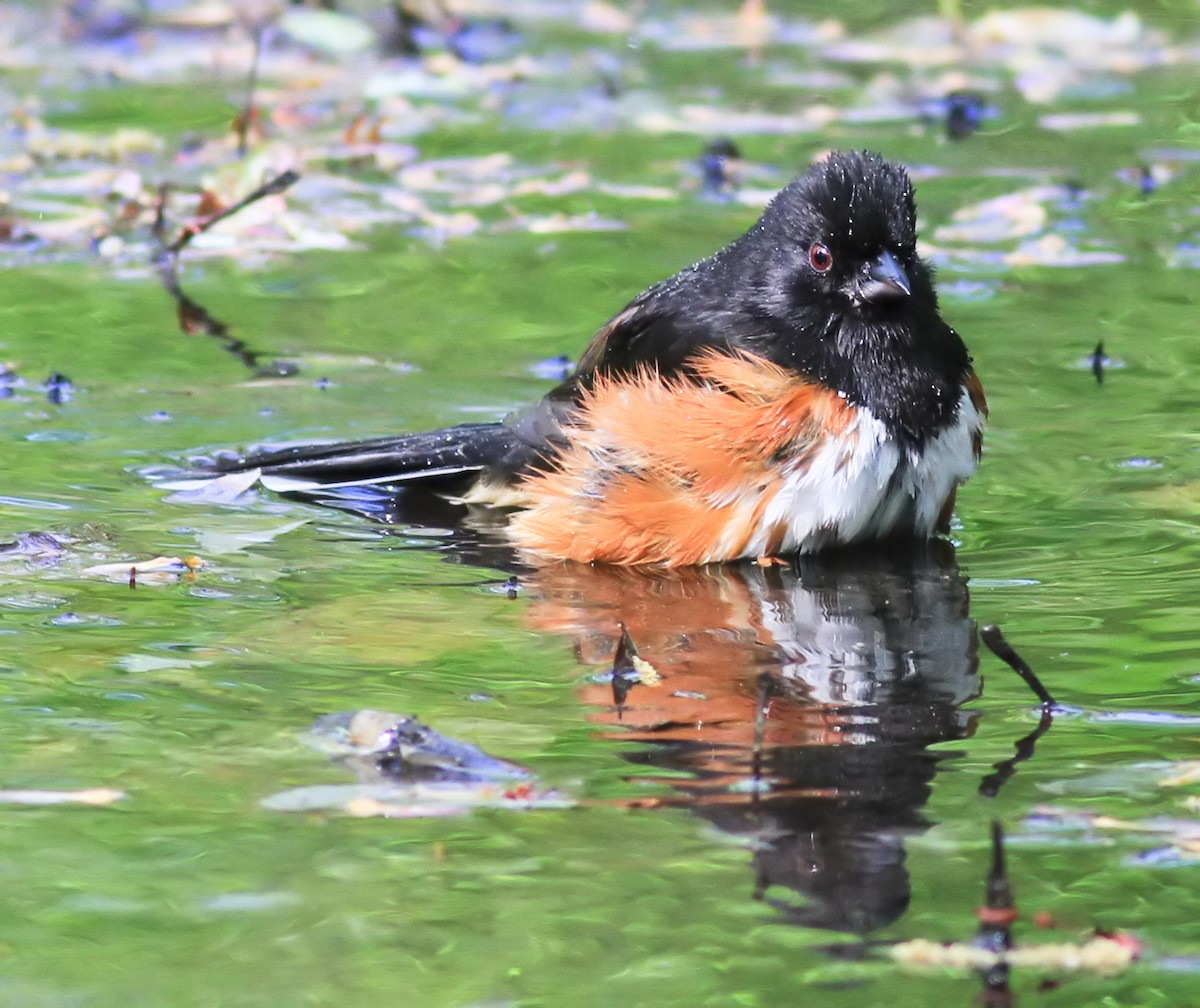 Eastern Towhee - ML644503587