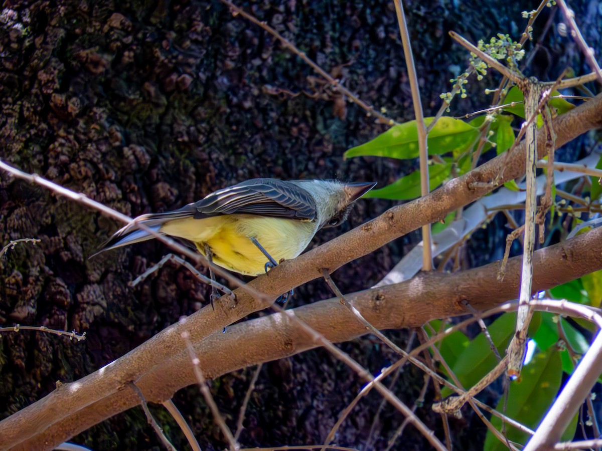 Myiarchus sp. - ML644503590