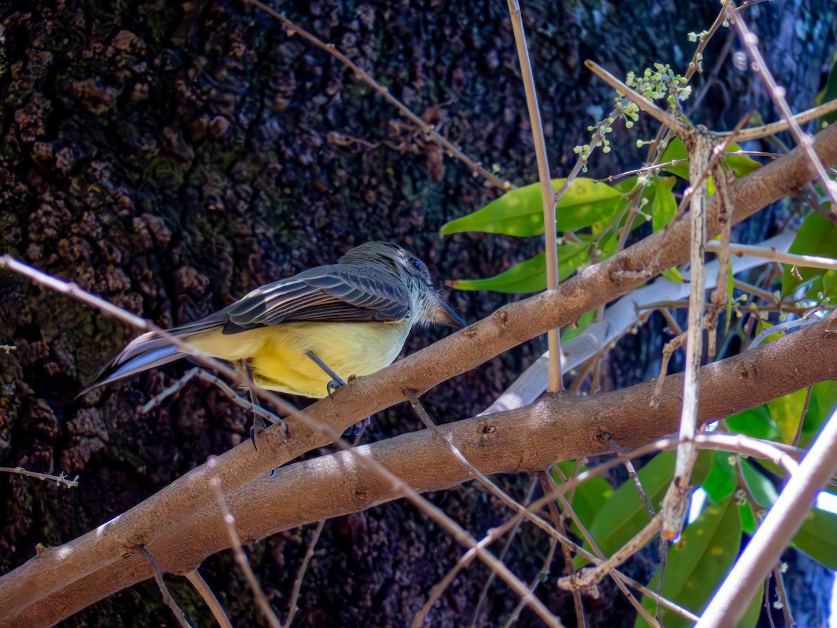 Myiarchus sp. - ML644503591