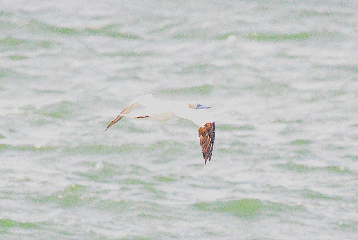 Northern Gannet - ML644503594