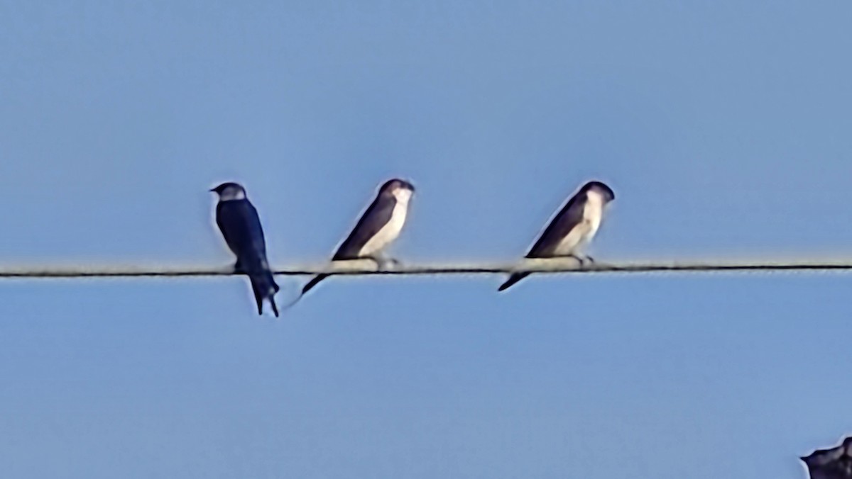 東方金腰燕 - ML644503598