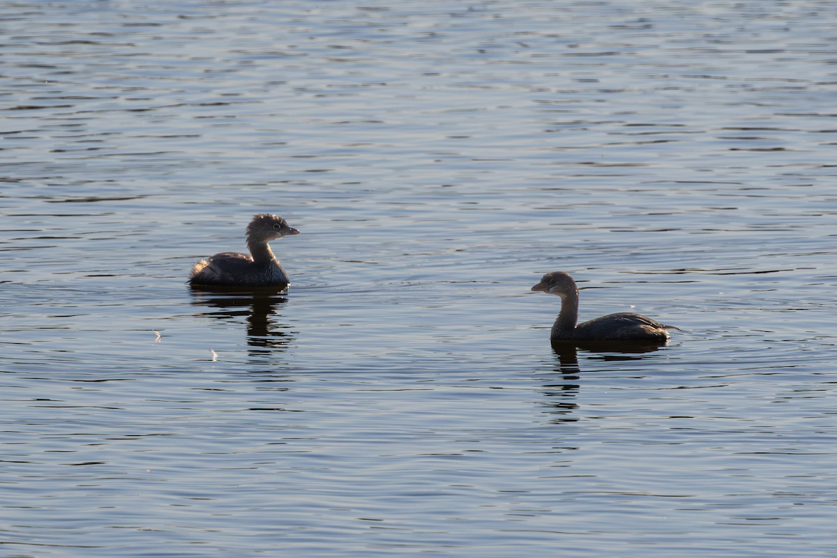 Pied-billed Grebe - ML644503605
