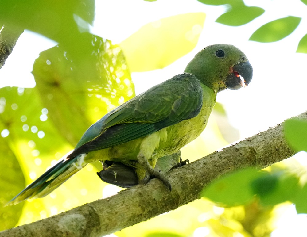 Layard's Parakeet - ML644503606