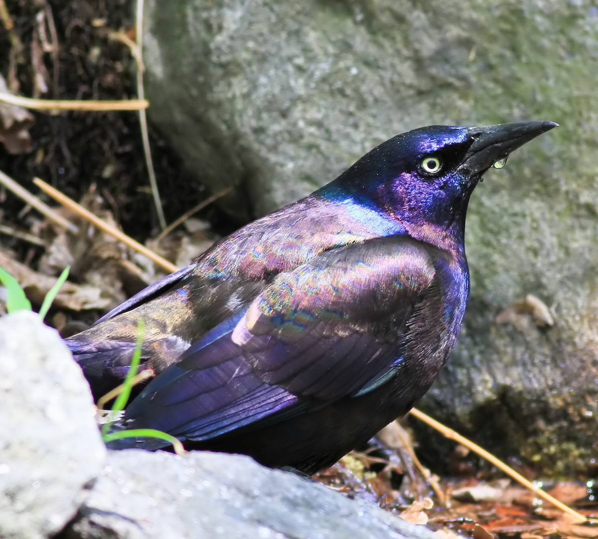 Purpurgrackel - ML644503608