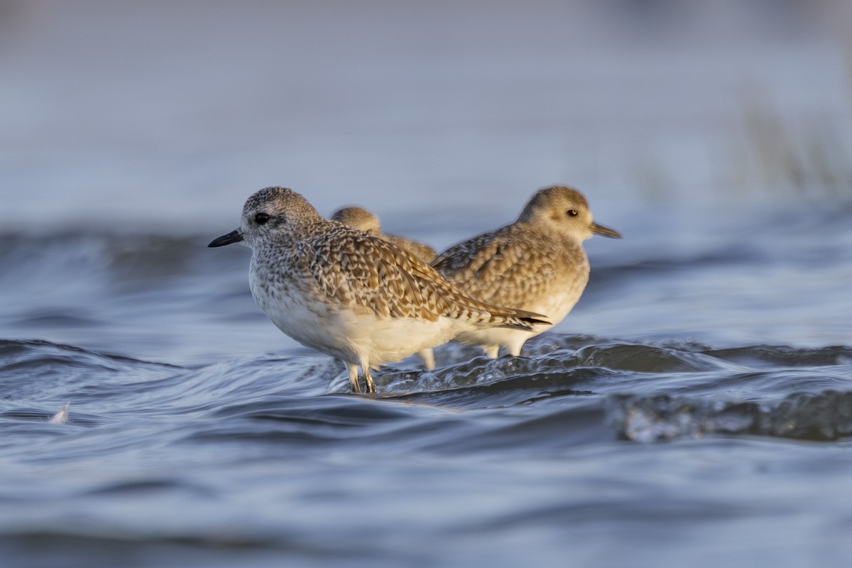 Pluvier argenté - ML644503617