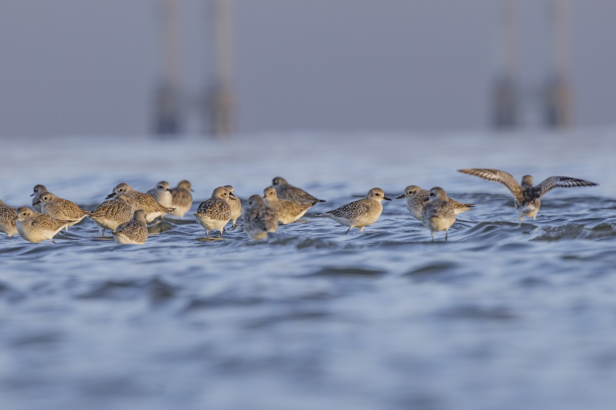 Pluvier argenté - ML644503618