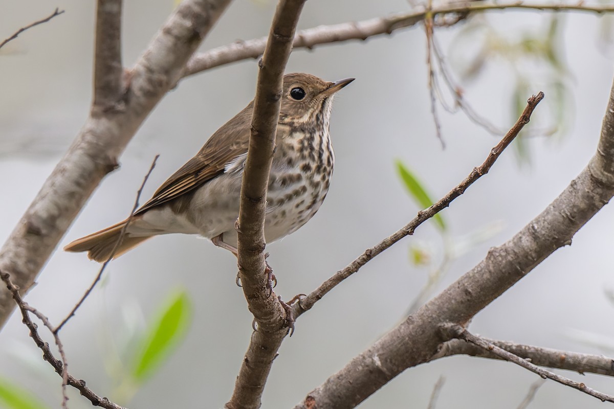 Grive solitaire - ML644503622