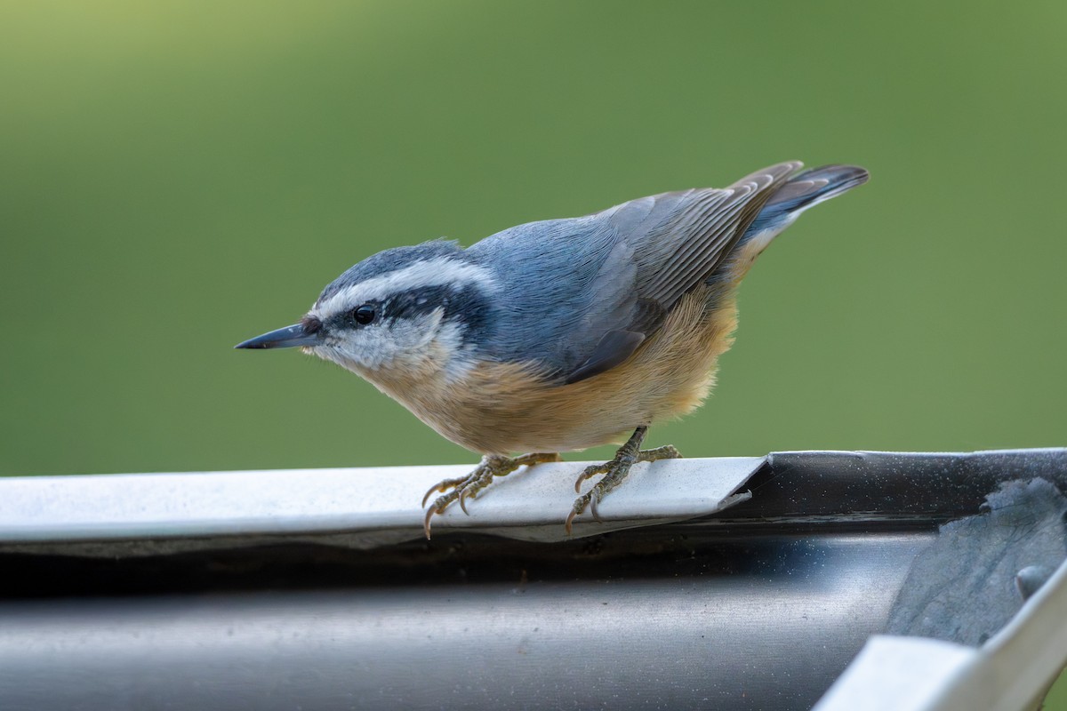 Red-breasted Nuthatch - ML644503625