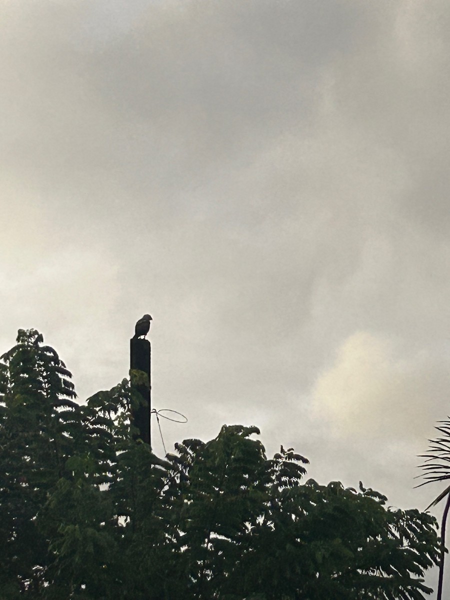 Hawaiian Hawk - ML644503626