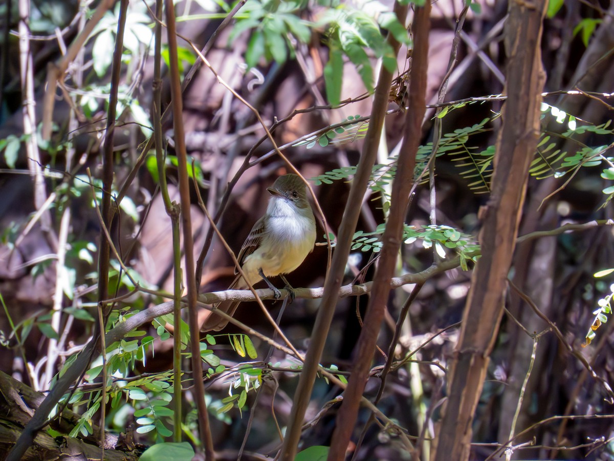 Myiarchus sp. - ML644503627