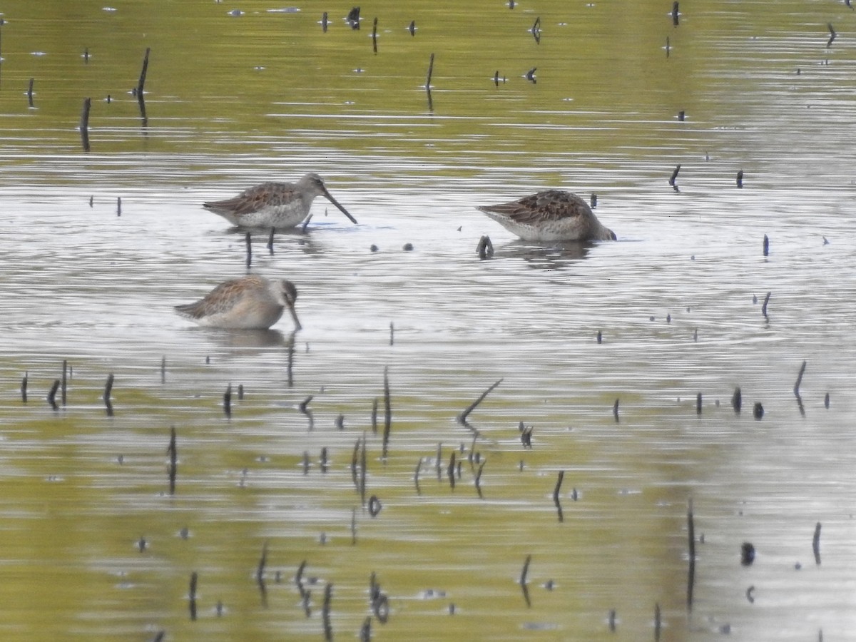 langnebbekkasinsnipe - ML644503632