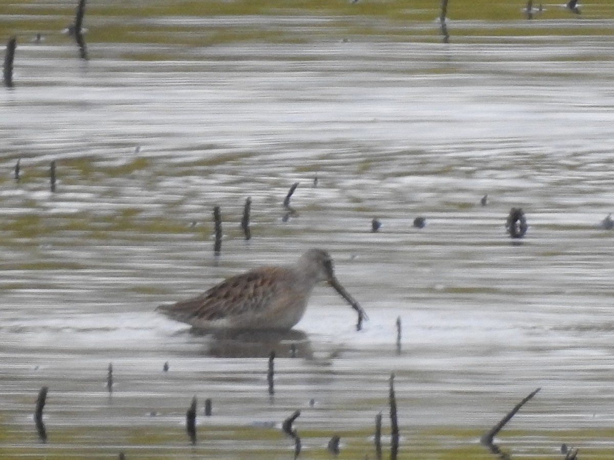 langnebbekkasinsnipe - ML644503642