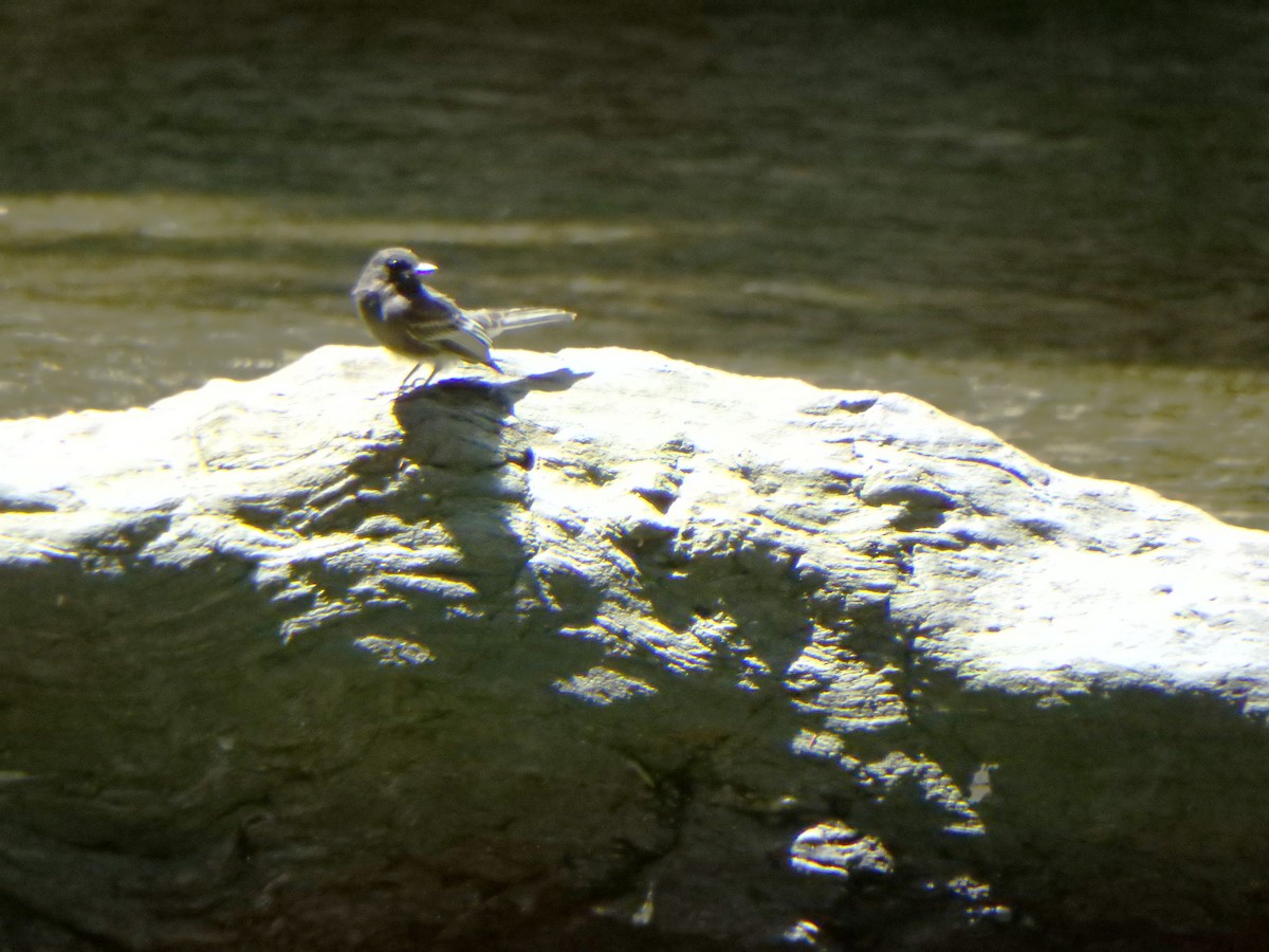 Black Phoebe - ML644503649