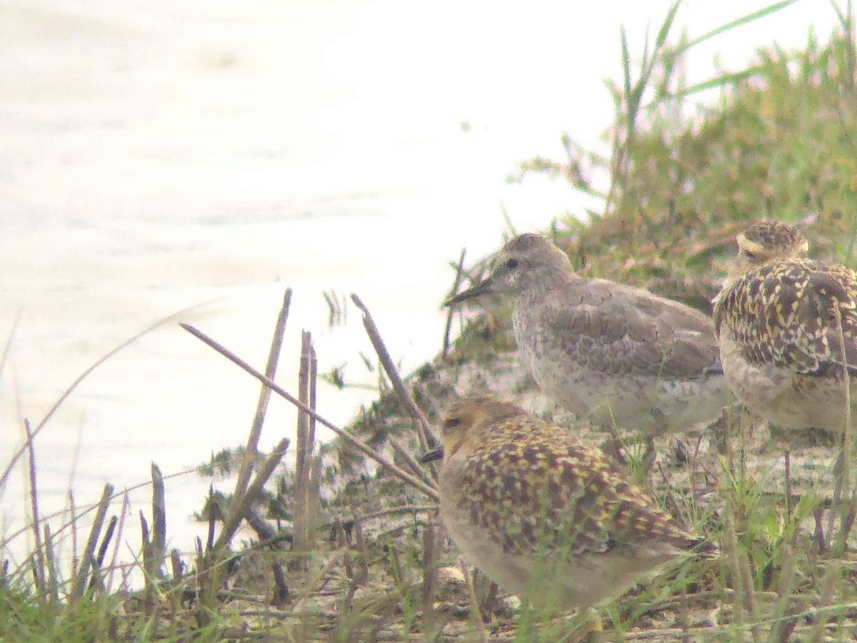 Шармаг элсэг - ML644503655