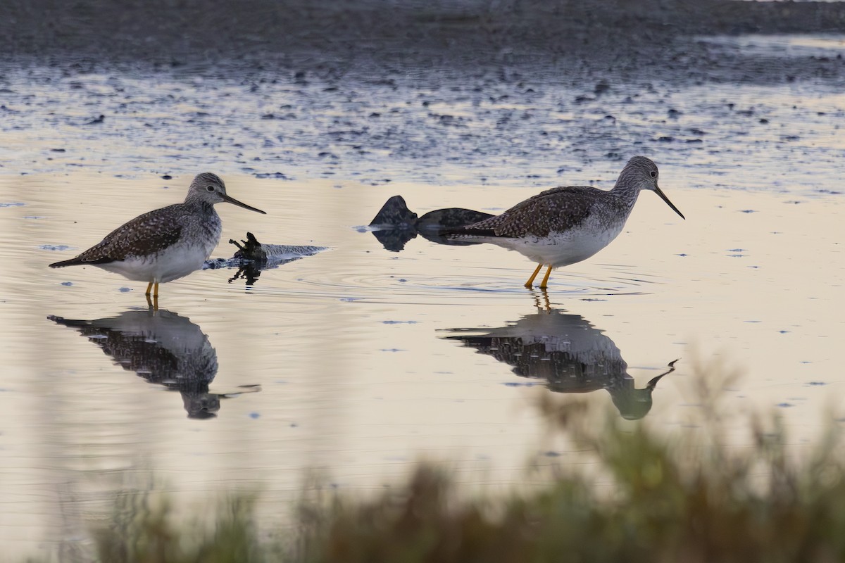 Greater Yellowlegs - ML644503656