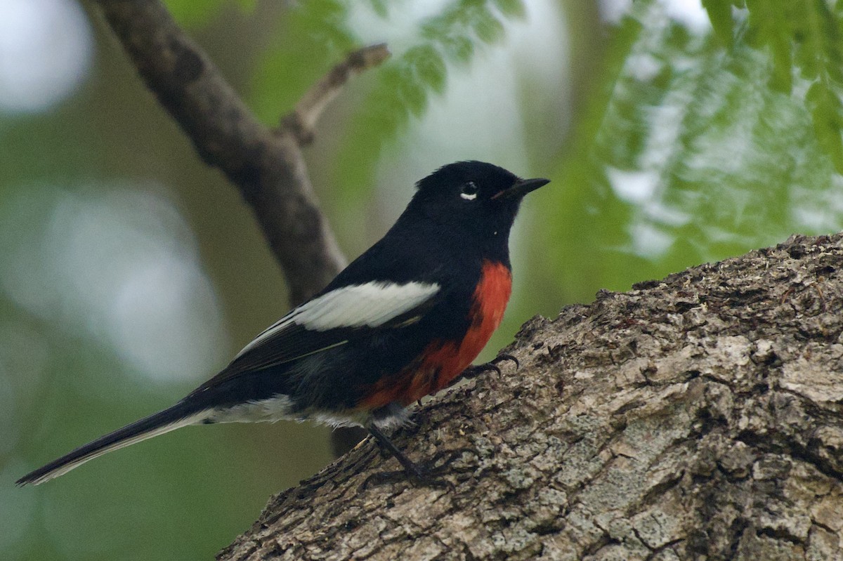 Painted Redstart - ML644503659