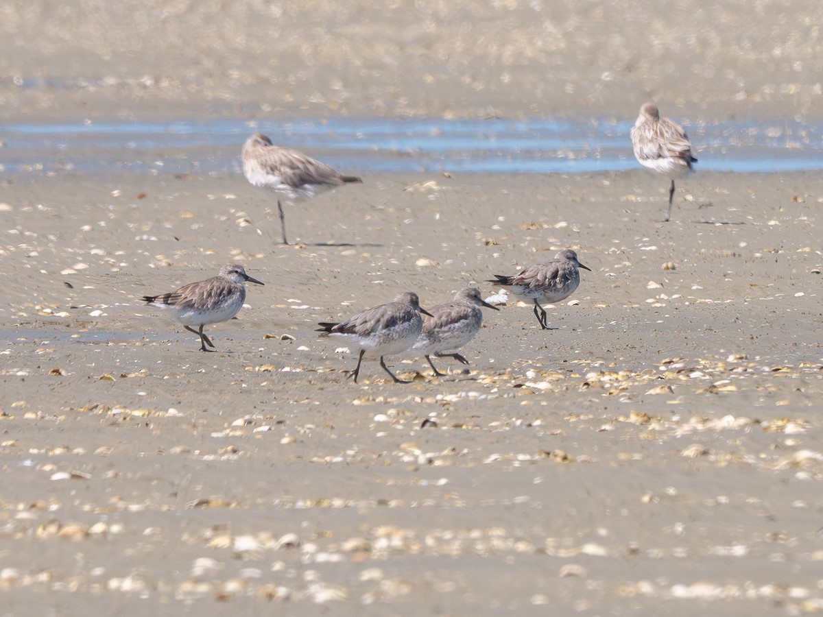 Шармаг элсэг - ML644503660