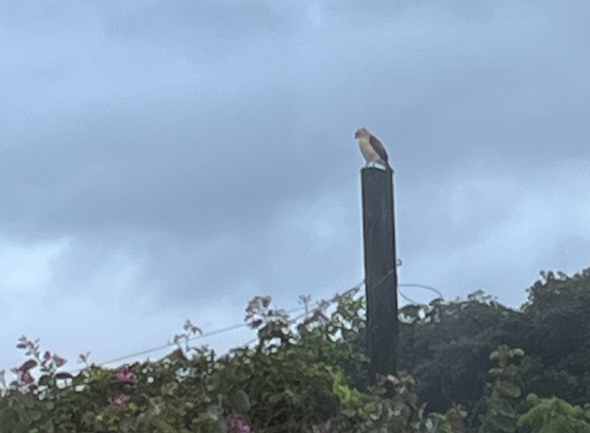 Hawaiian Hawk - ML644503668