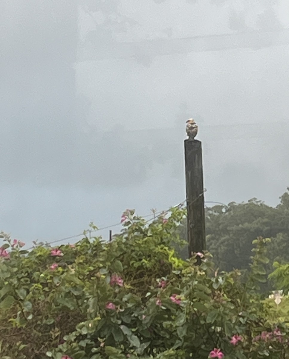 Hawaiian Hawk - ML644503669