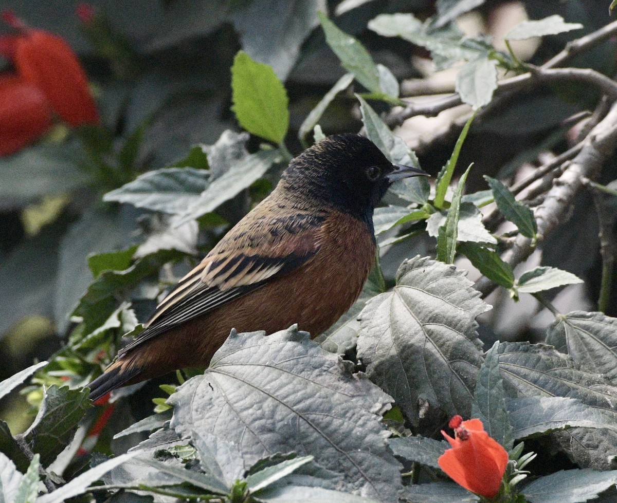 Orchard Oriole - ML644503670