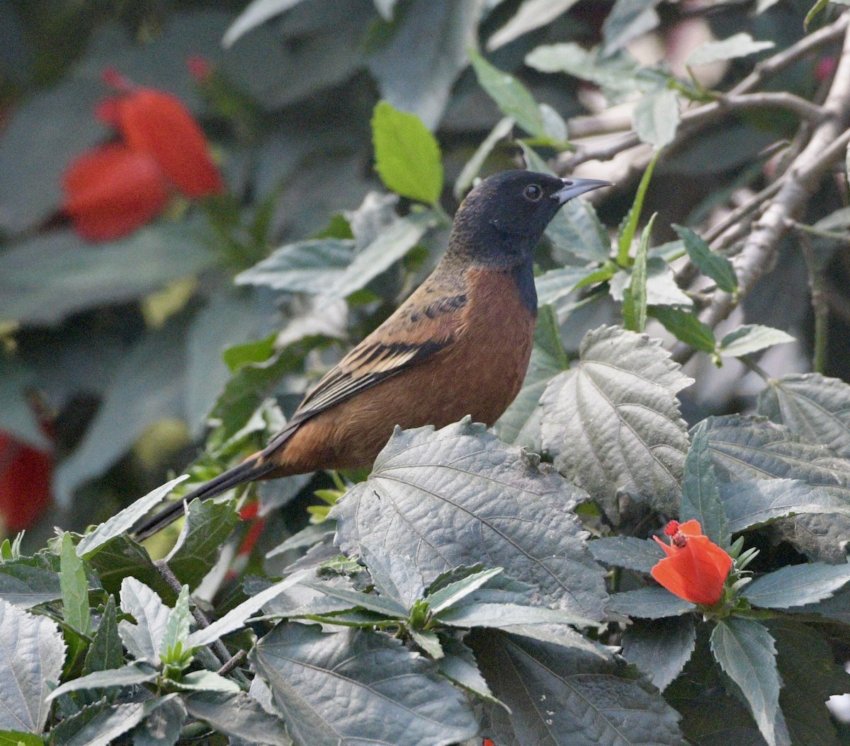 Orchard Oriole - ML644503672