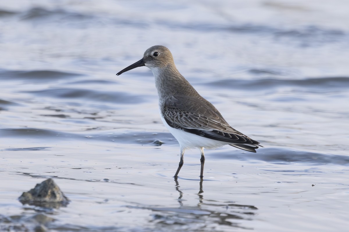 黑腹濱鷸 - ML644503676