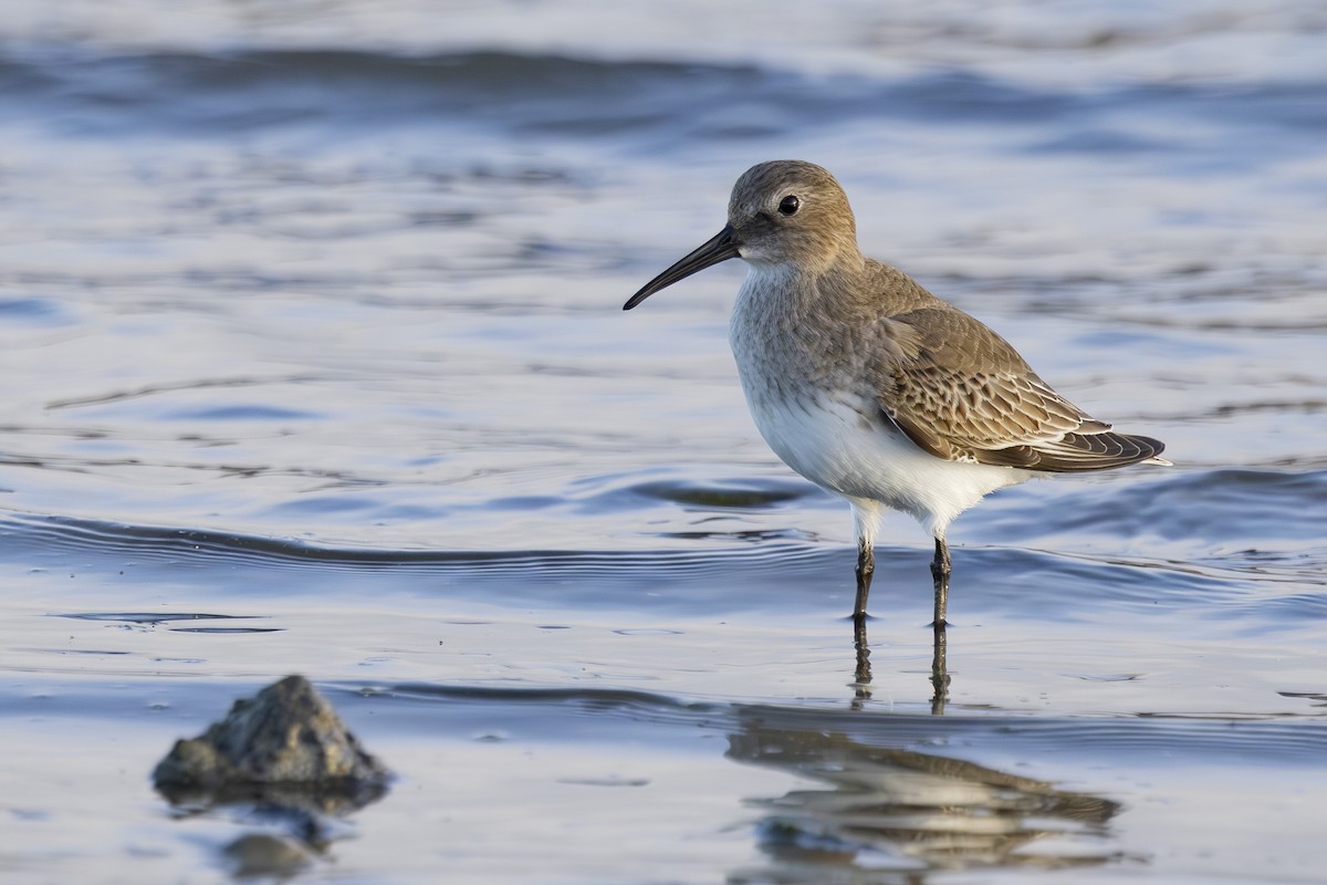 黑腹濱鷸 - ML644503677