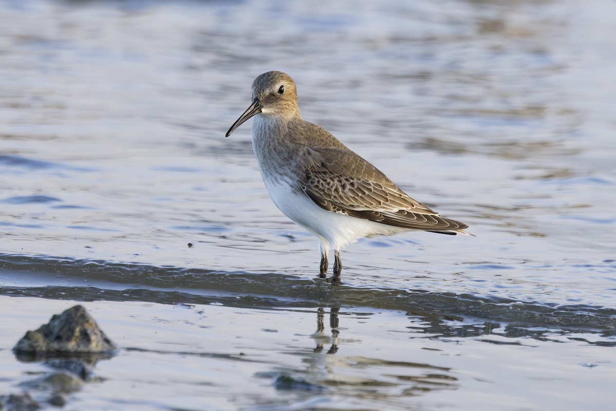 黑腹濱鷸 - ML644503678