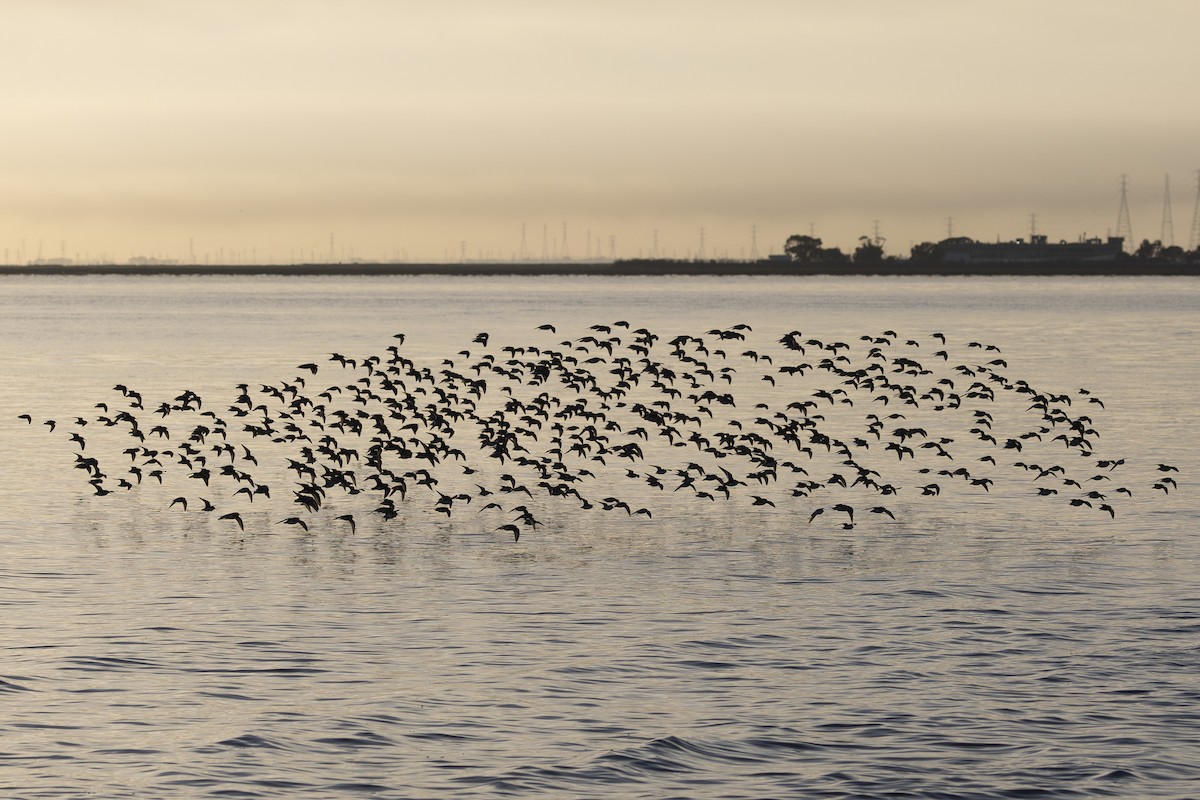 黑腹濱鷸 - ML644503679