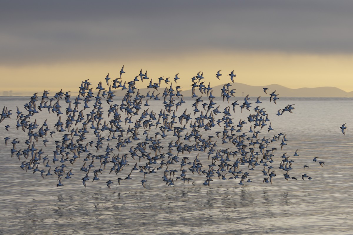 黑腹濱鷸 - ML644503680