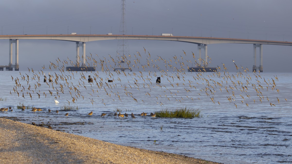 黑腹濱鷸 - ML644503681
