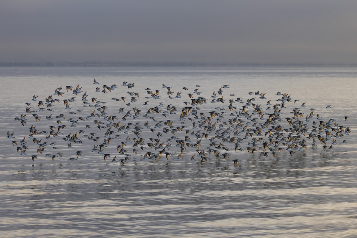 黑腹濱鷸 - ML644503682