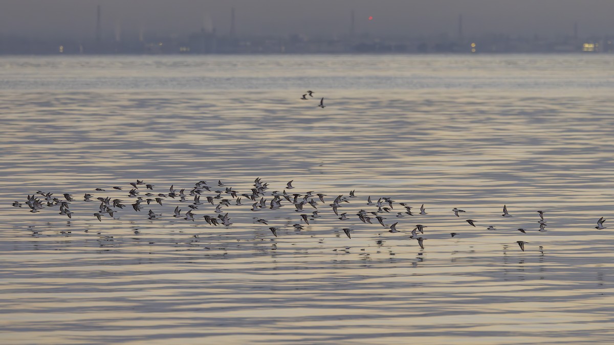 黑腹濱鷸 - ML644503683