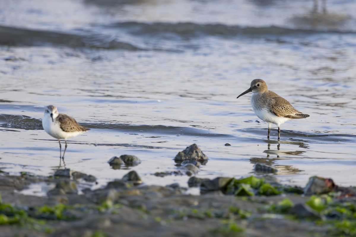 黑腹濱鷸 - ML644503684