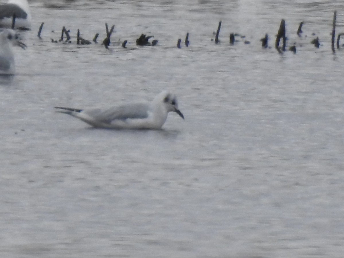 Bonaparte's Gull - ML644503685