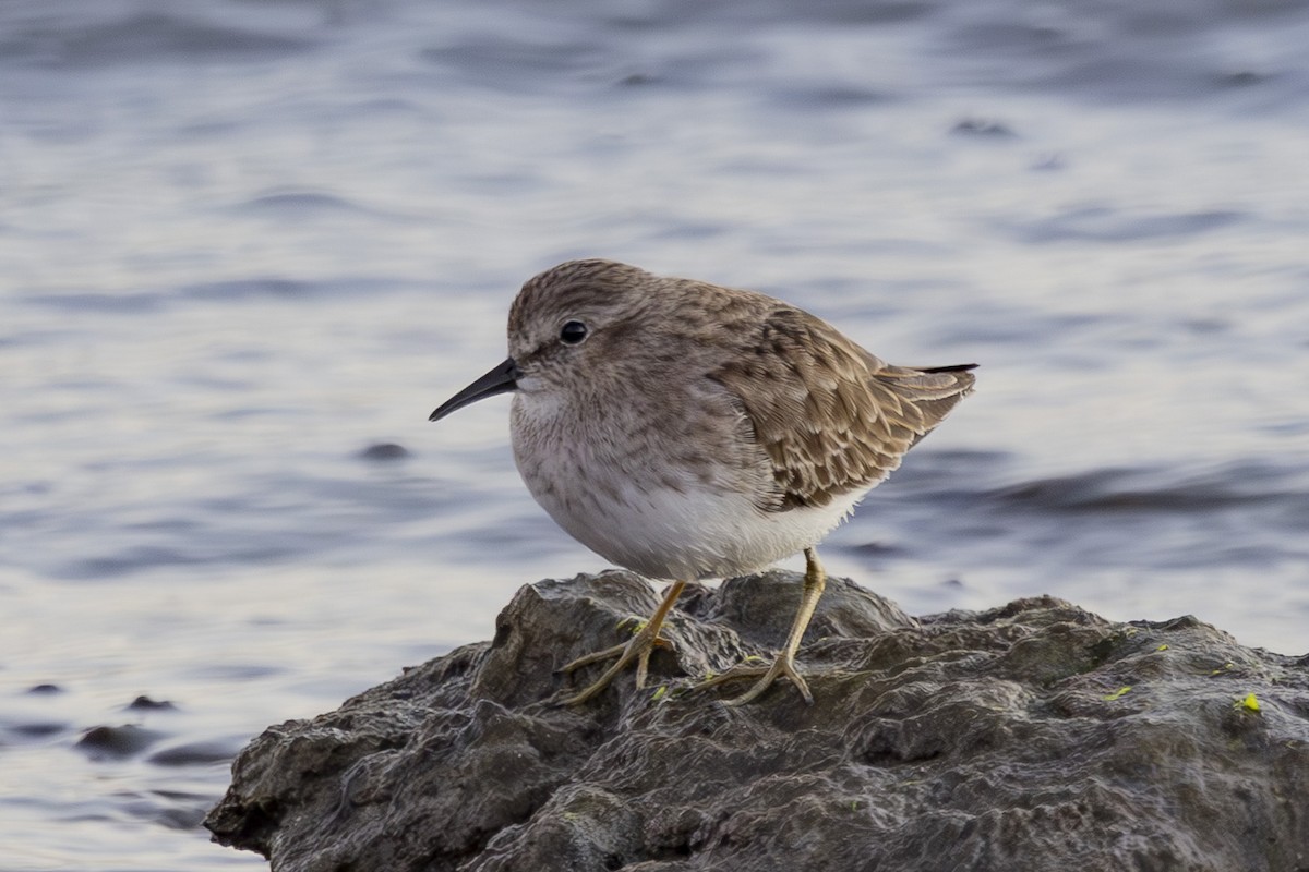 アメリカヒバリシギ - ML644503687