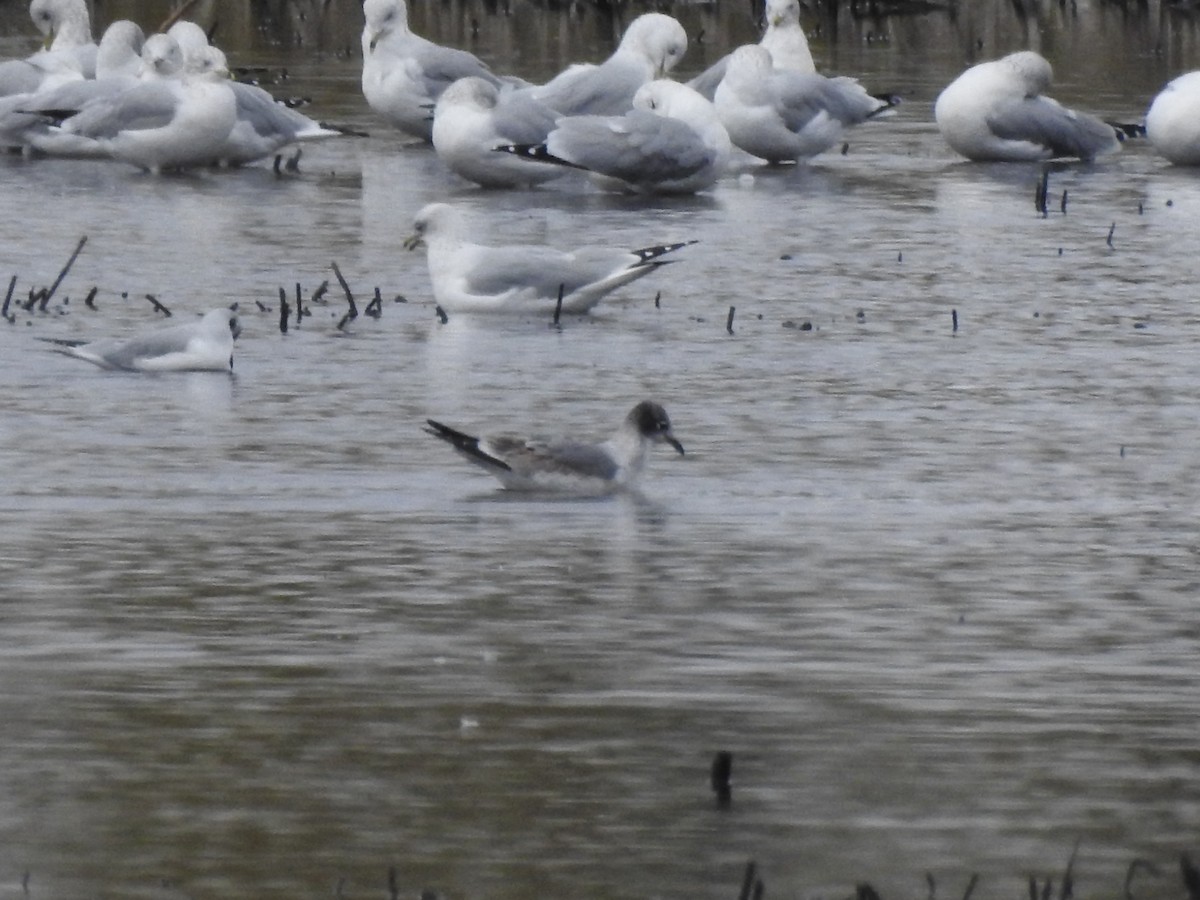 שחף אפור-זנב - ML644503689