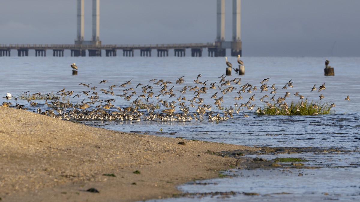 Western Sandpiper - ML644503696