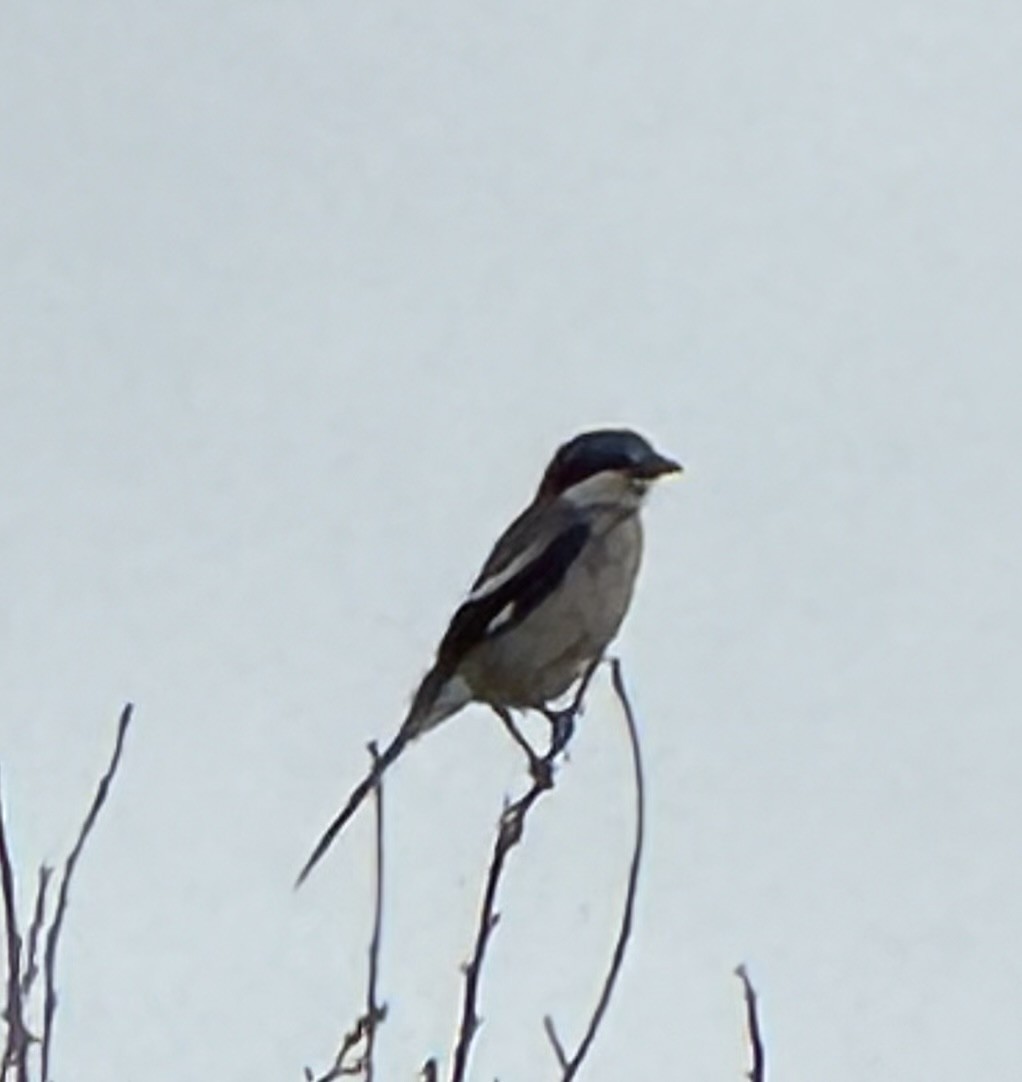 Antzandobi handi iberiarra - ML644503699