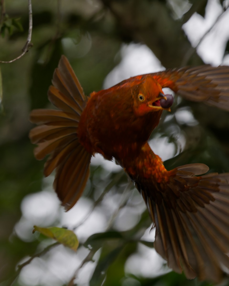 andesklippehane - ML644503700