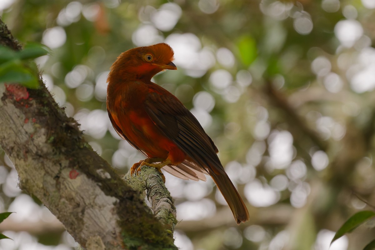 andesklippehane - ML644503701