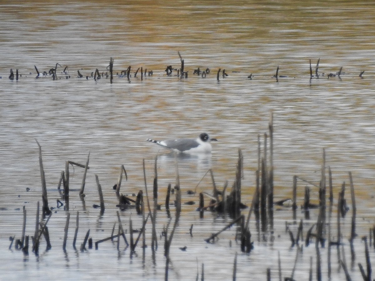 שחף אפור-זנב - ML644503702