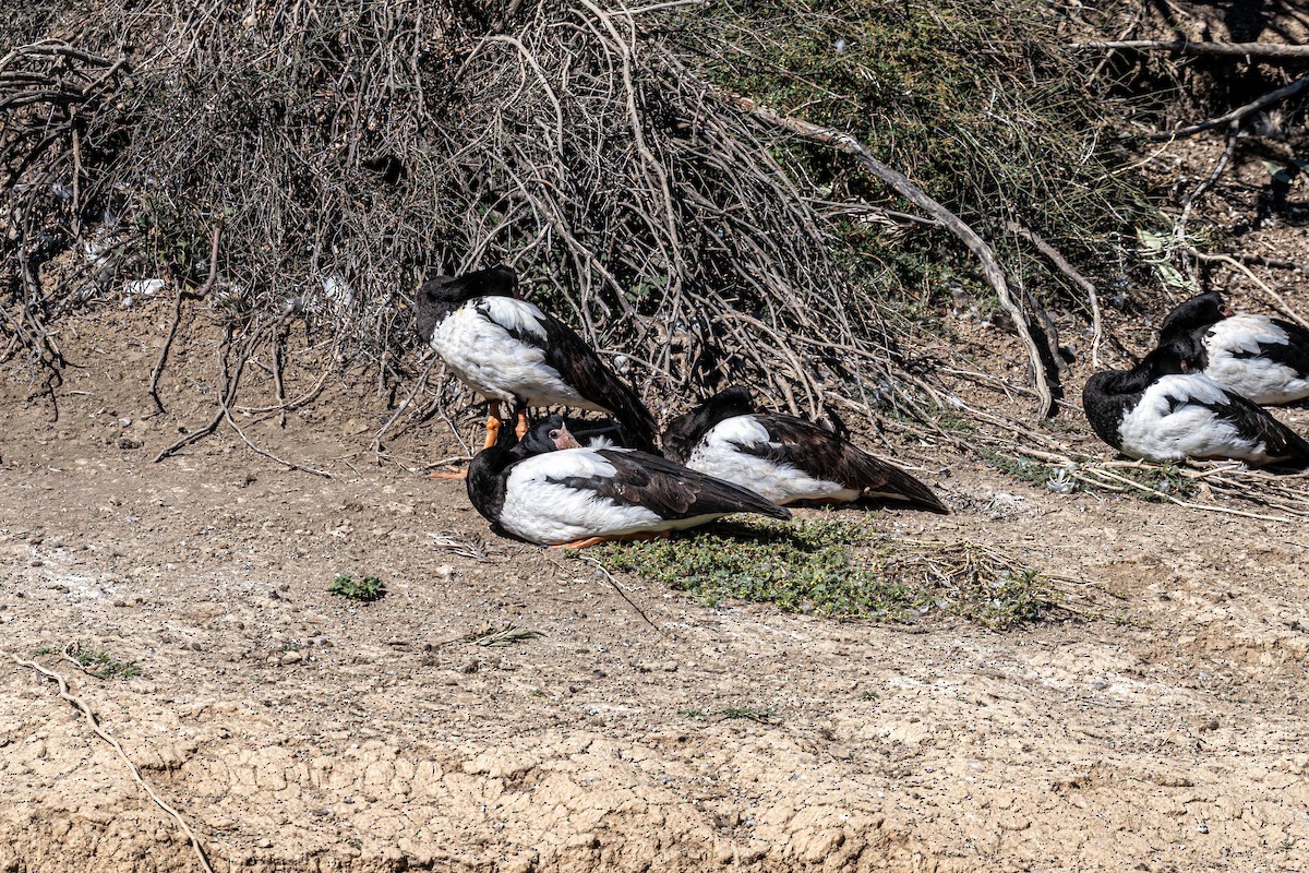 Magpie Goose - ML644503704
