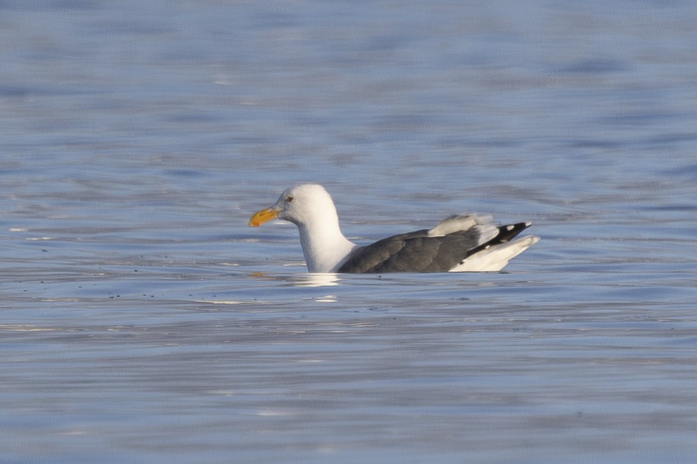 Western Gull - ML644503706