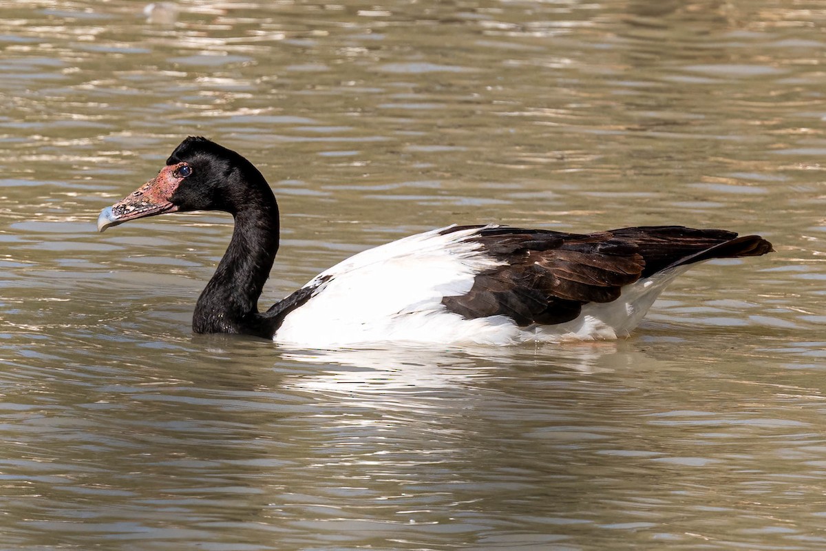 Magpie Goose - ML644503707