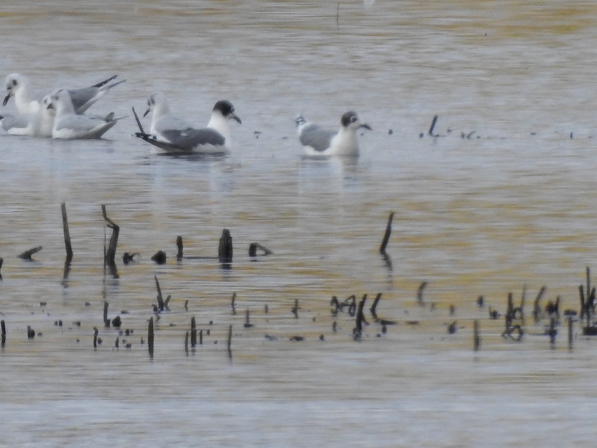 שחף אפור-זנב - ML644503708