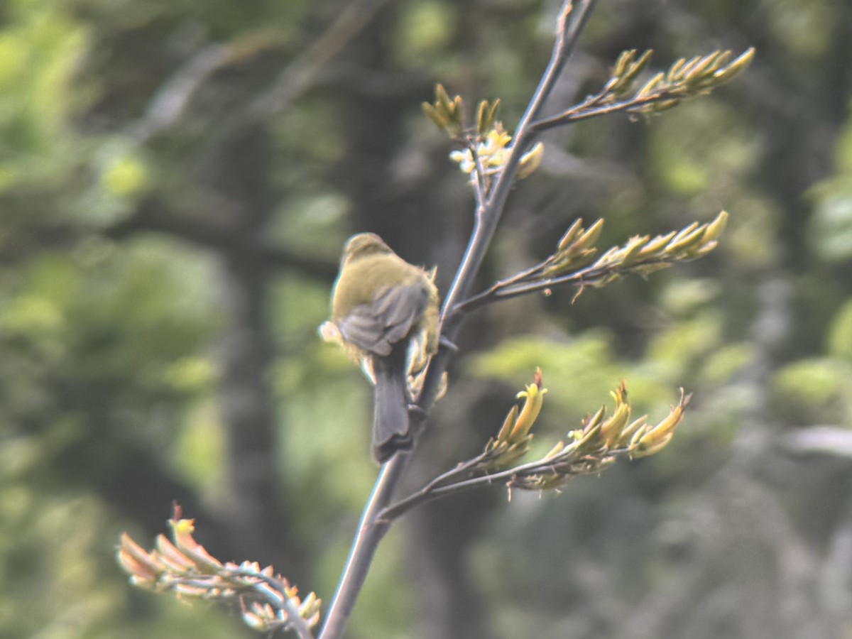 New Zealand Bellbird - ML644503720