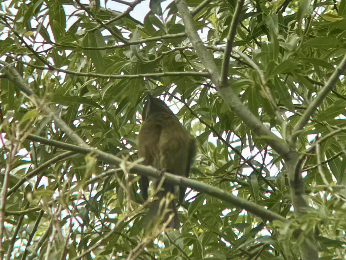 New Zealand Bellbird - ML644503721