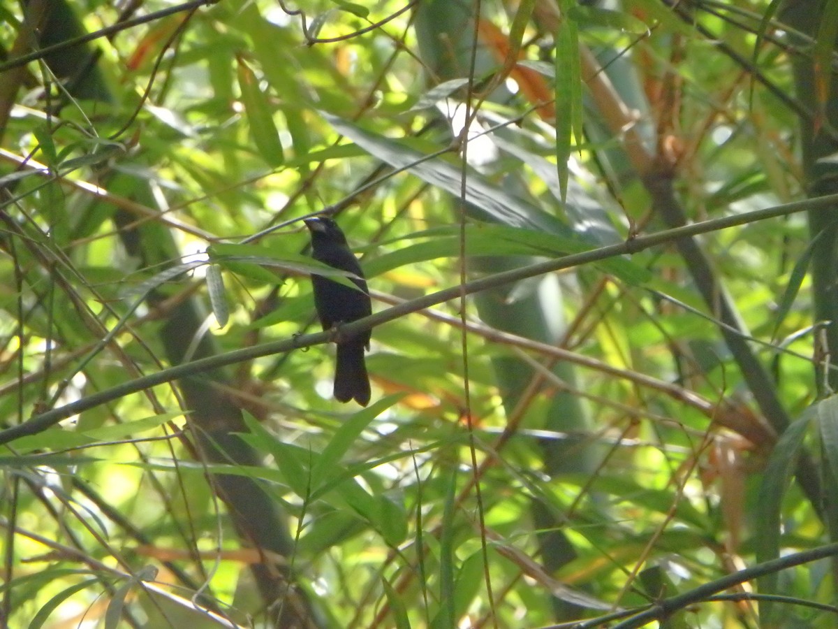 Blue-black Grosbeak - ML644503730
