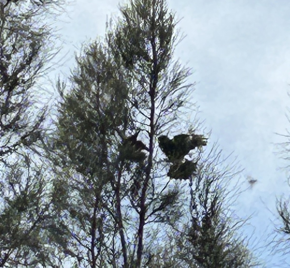 フエガラス - ML644503732